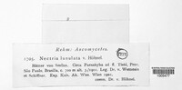 Nectria lunulata image